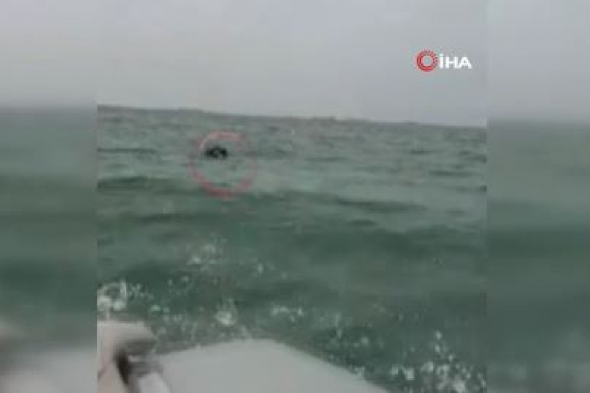 Jandarma SAK timi yunusu kurtardı