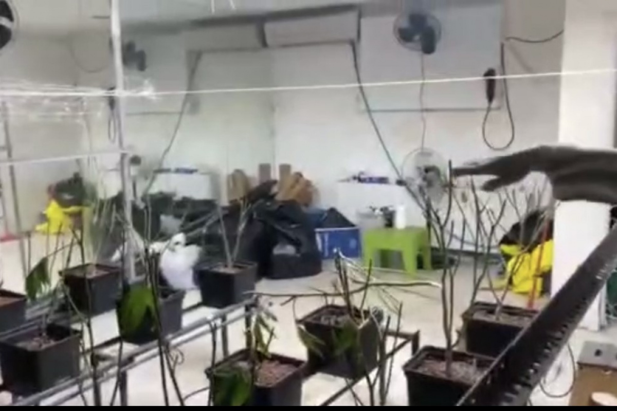 Sarıyer’de sera eve operasyon kamerada: 5 milyon liralık marihuana ele geçirildi