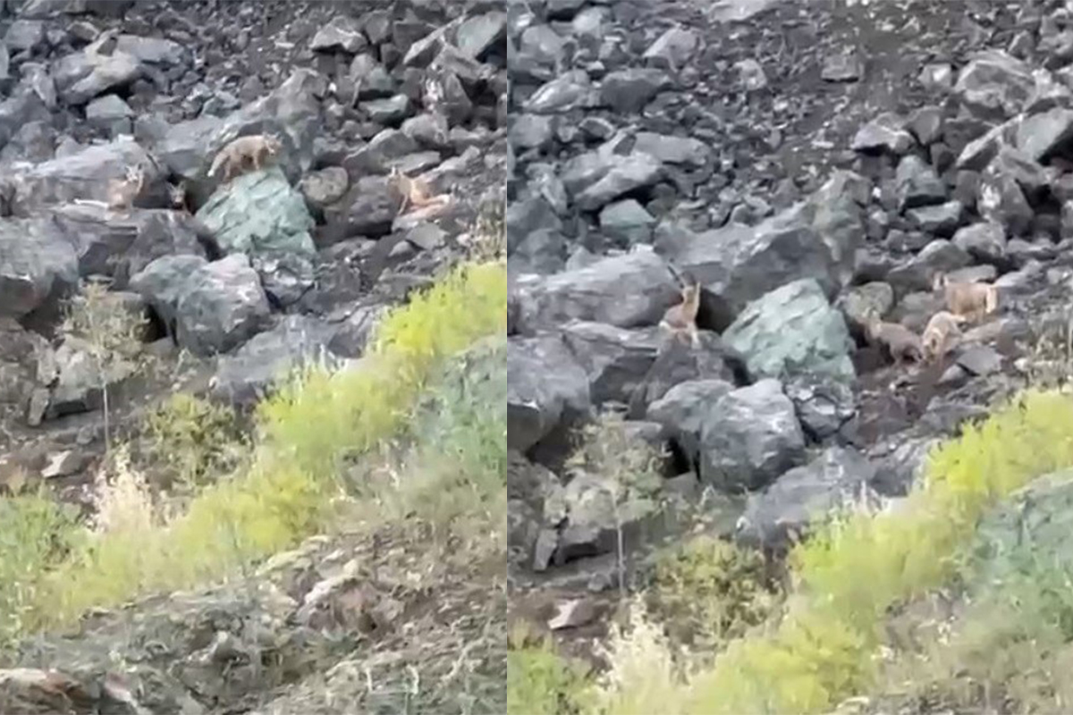 Tilki yavrularının oyun anları kamerada