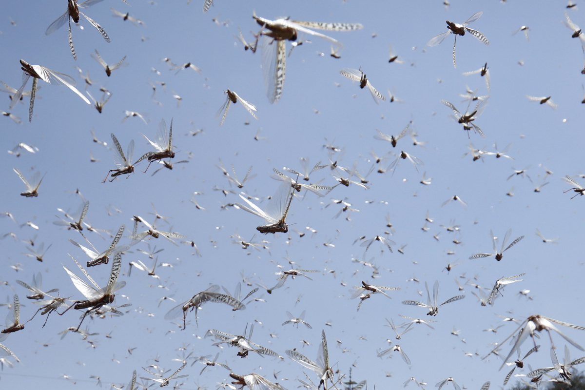 Afganistan’da çekirge istilası