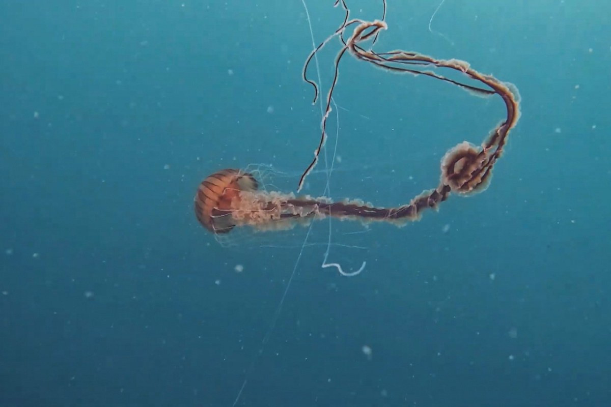 İstanbul’da 4 metrelik zehirli denizanası böyle görüntülendi