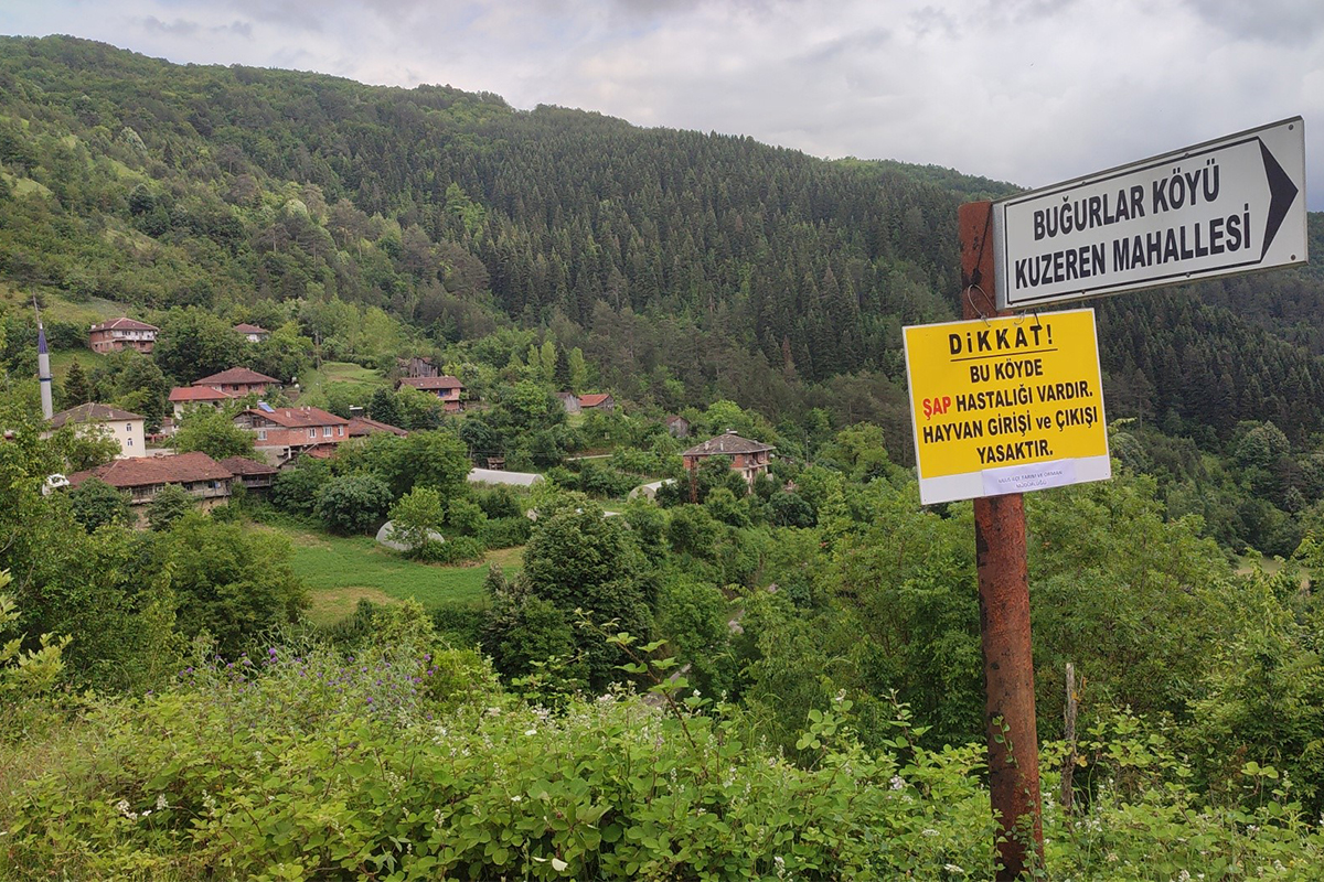 Bartın’da şap hastalığı sebebiyle 3 kilometrelik koruma bölgesi oluşturuldu