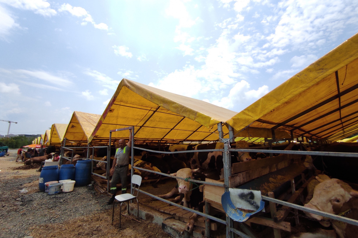 Kurban pazarlarındaki büyükbaşların yüzde 80’i satıldı