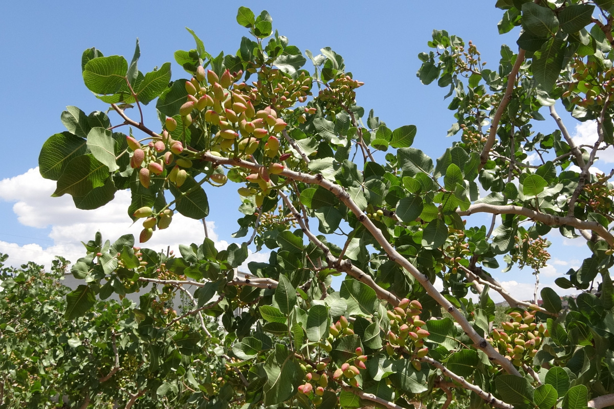 Siirt’ten ülke ekonomisine 10 milyar TL katkı
