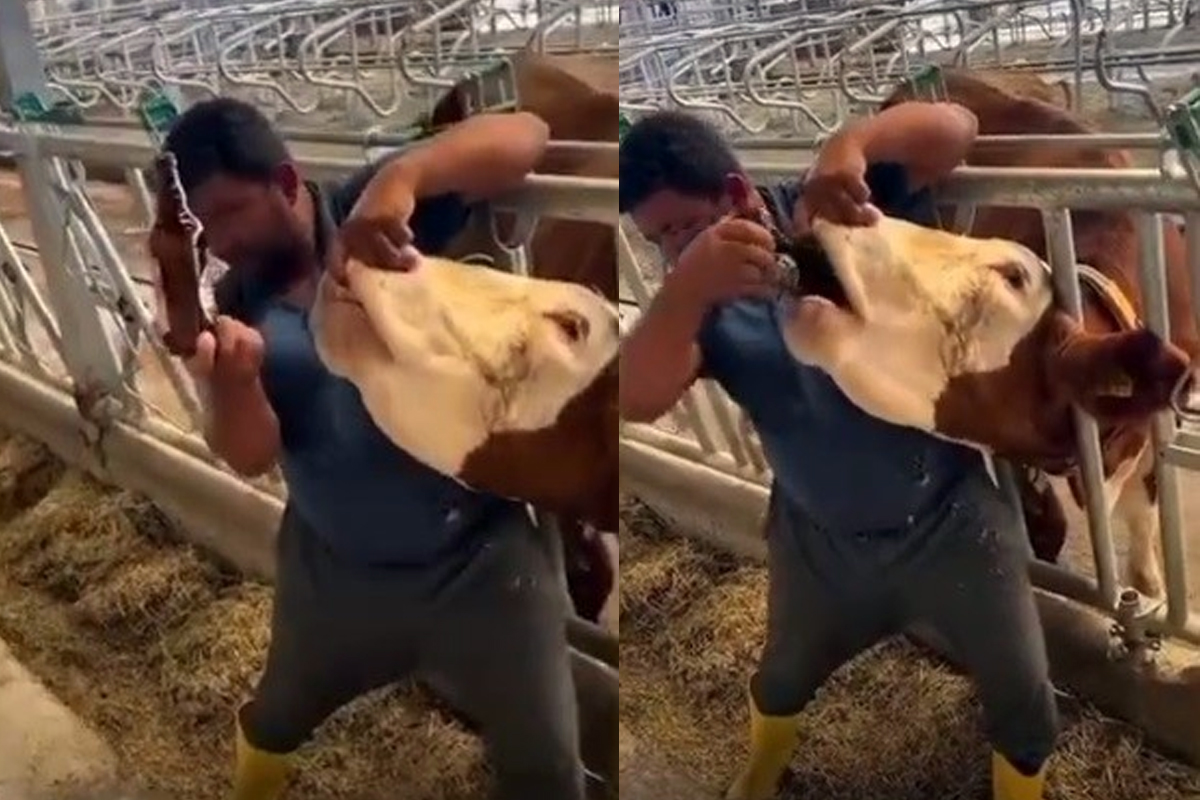 İneğe içki şişesinde sıvı veren şahıs yakalandı