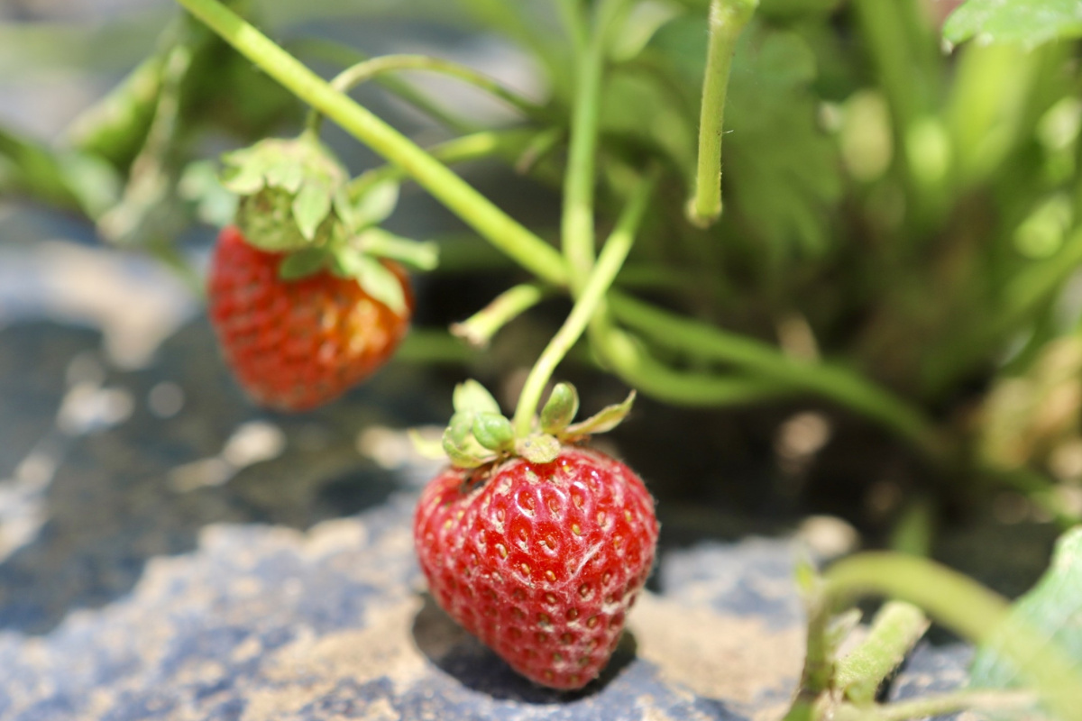 Ağrı’da çilek yetişmez denildi, 1 yılda 200 ton verim alındı