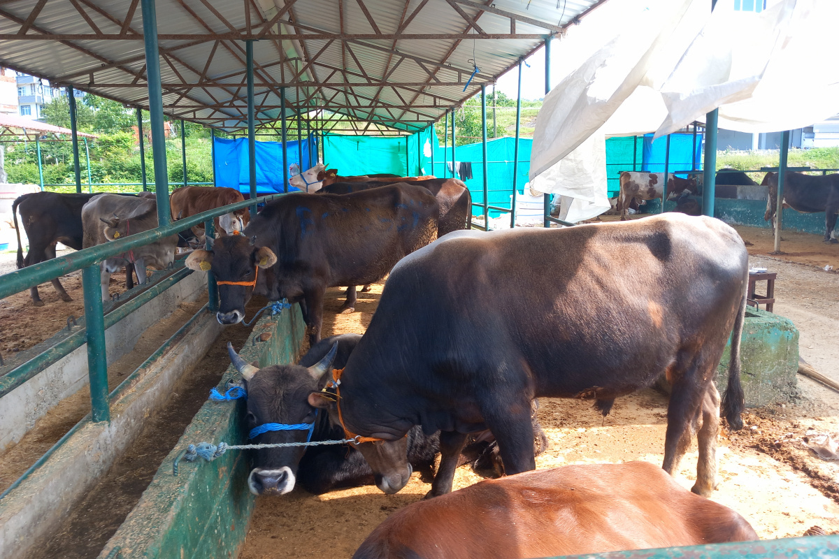 Kurban pazarının Paşa’sı