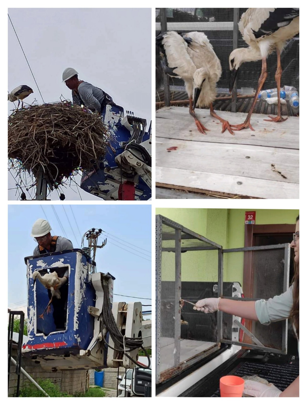 Mahsur kalan leylekler kurtarıldı