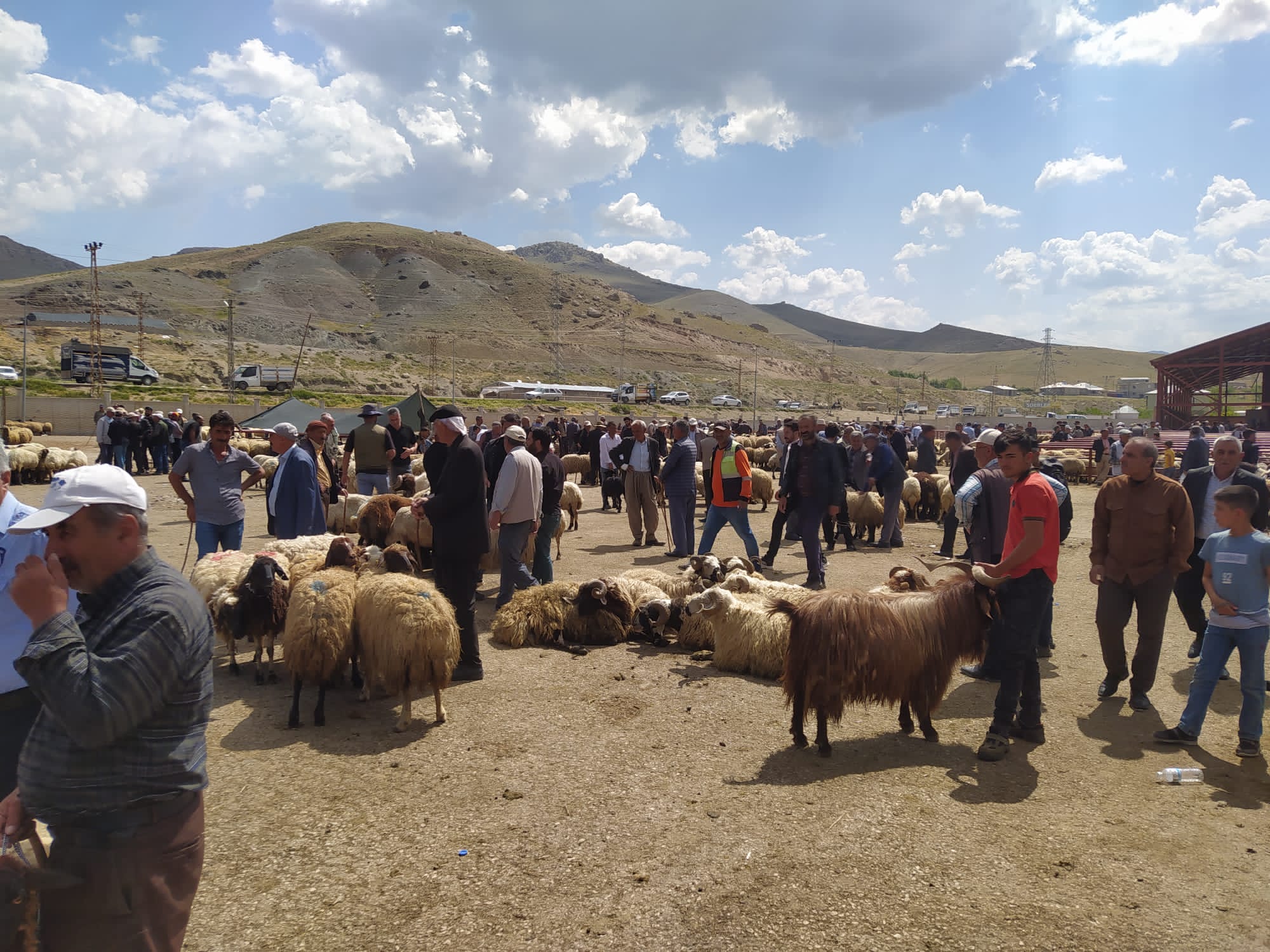 Canlı hayvan pazarında kalabalık var ama alıcı yok