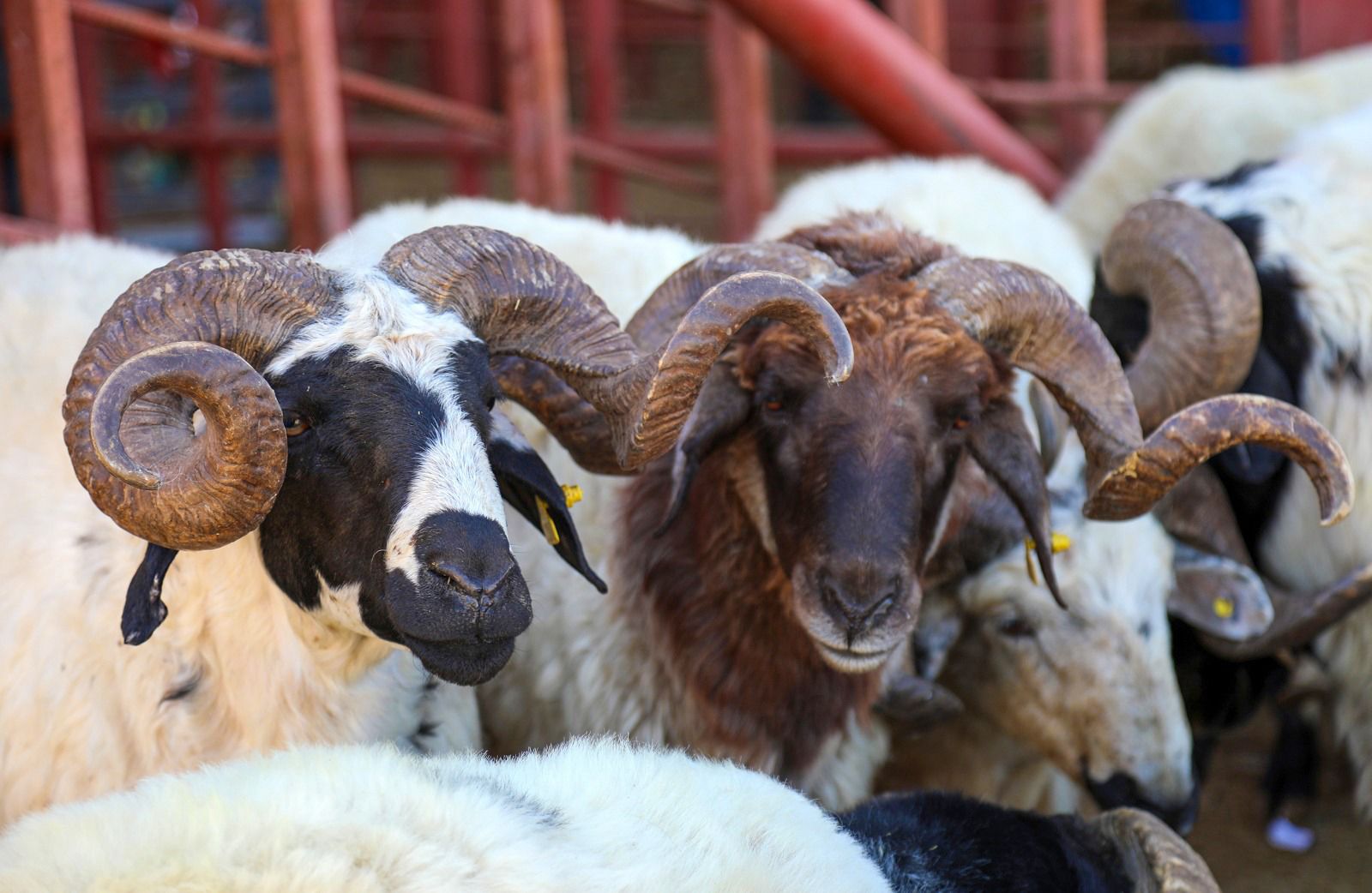 Van Ticaret Borsasından Kurban Bayramı öncesi önemli uyarı!