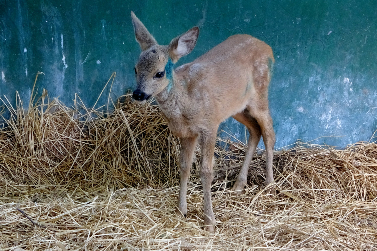 Yaban hayvanlarını yavrularından ayırmayın