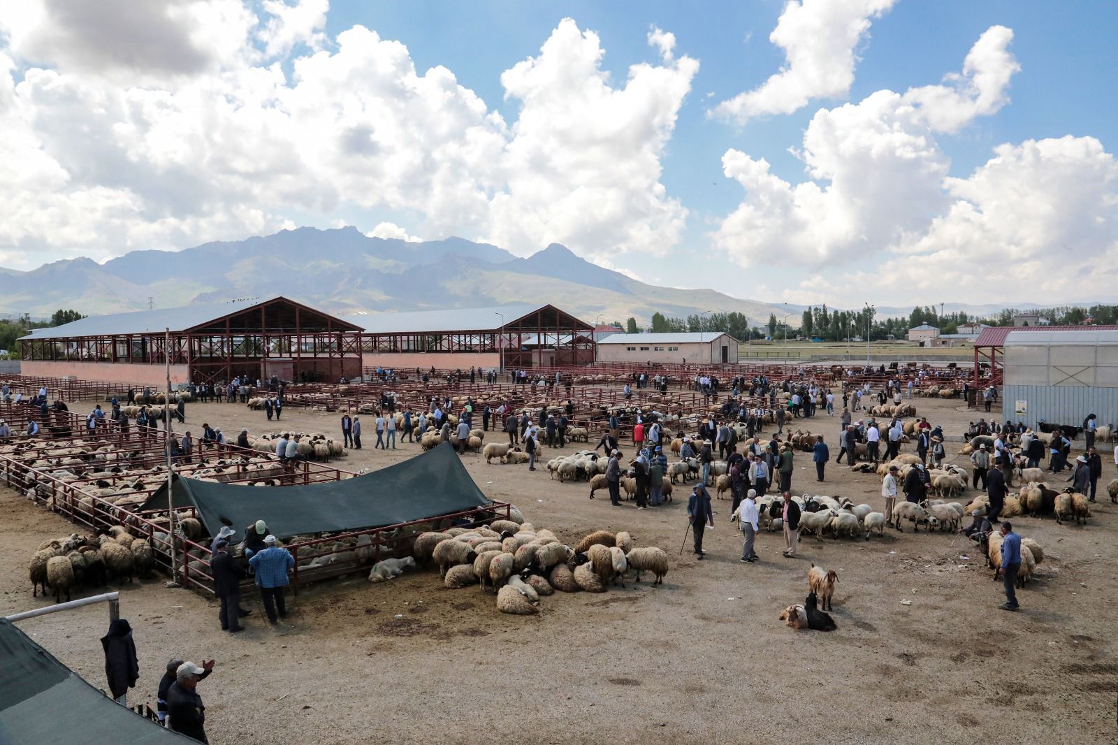 Van Büyükşehir Belediyesi Kurban Bayramı dolayısıyla hareketlenen canlı hayvan pazarında bilgilendirici broşür dağıttı.