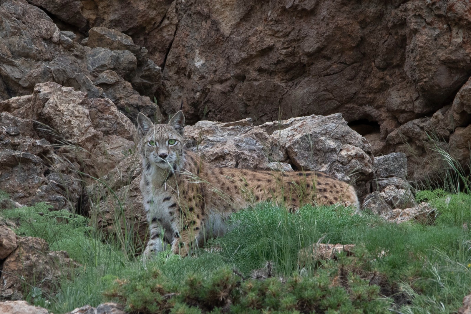 Ormanın hayaleti vaşak görüntülendi
