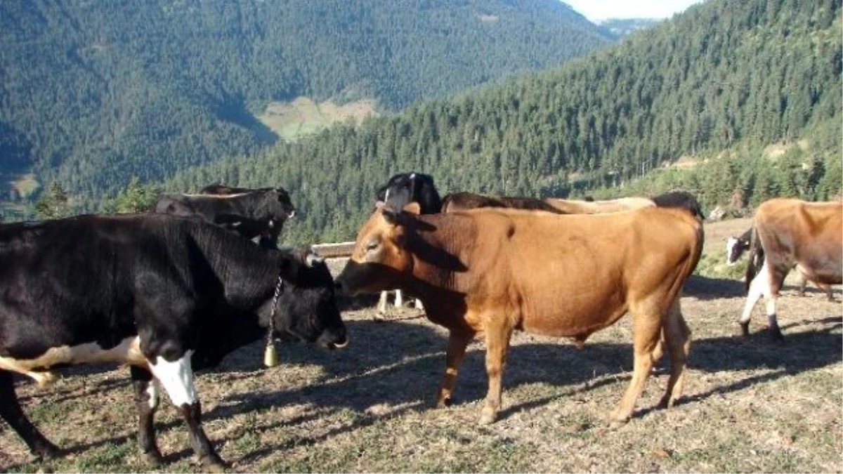 Yangınsavar inekler, askeri alanı yangından korumak için otluyor