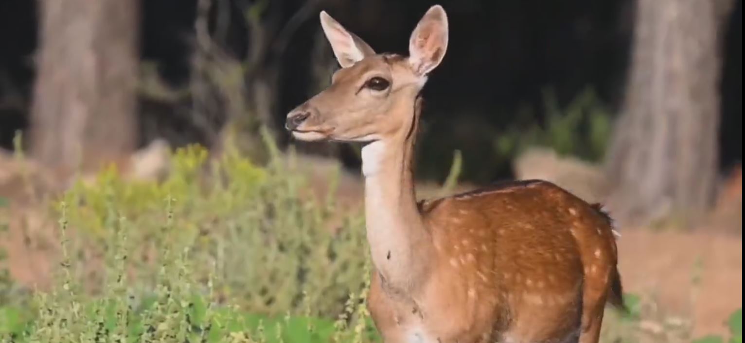 2023 yılının ilk alageyik yavruları görüntülendi
