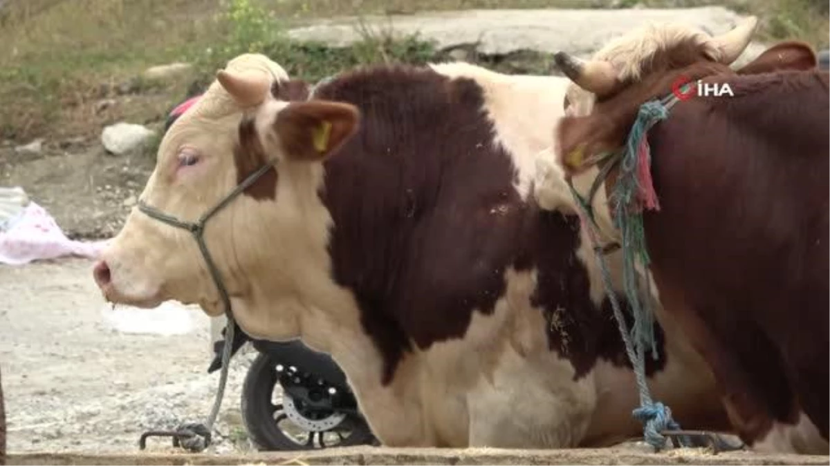 Elde kalan kurbanlıklar için besicilerin mesaisi devam ediyor