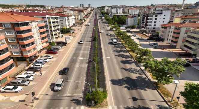 (ÖZEL) Orta refüjde açan lavantalar adeta göz kamaştırıyor