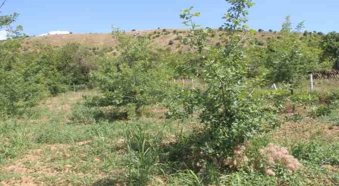 Elazığ’da 3 dönüme ektiği trüf mantarının çıkmasını dört gözle bekliyor