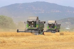 9 bin 500 dekar arazide buğday hasadı yapıldı