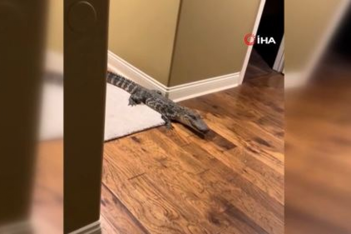 ABD’de eve 1.5 metrelik timsah girdi