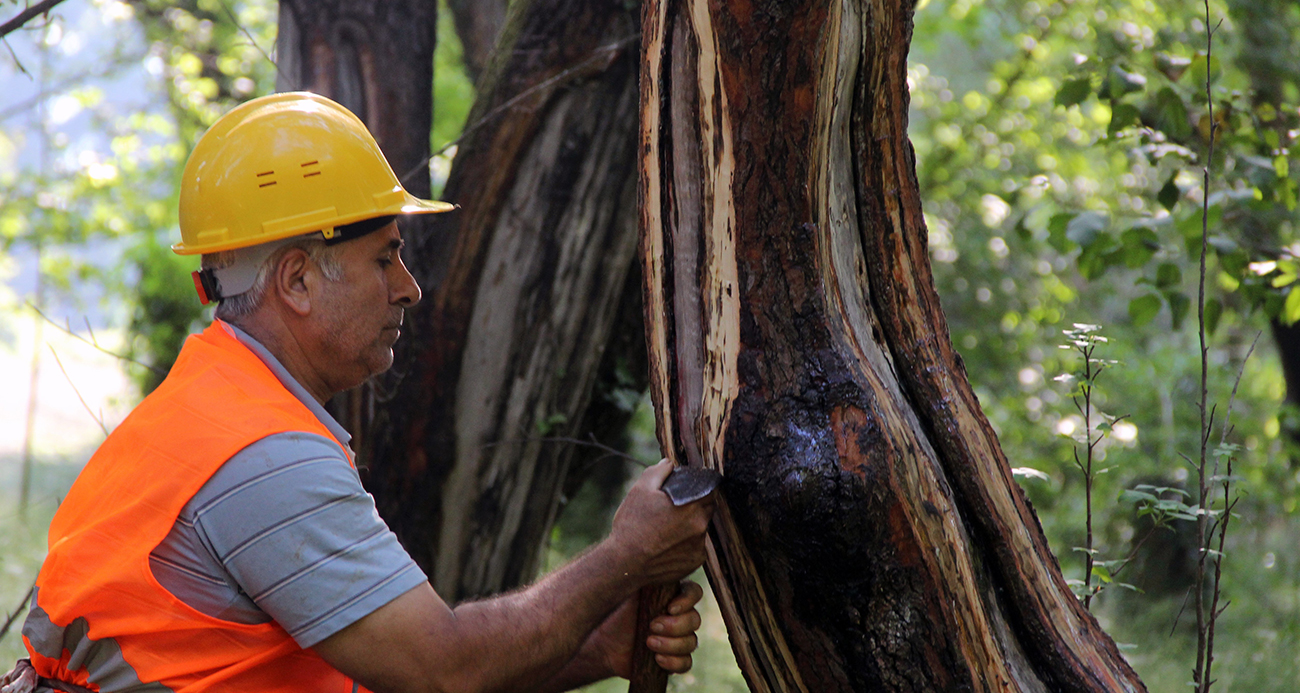 Kilosu 5 bin lira! Dünyanın en pahalı parfümlerinin karışımında kullanılıyor…