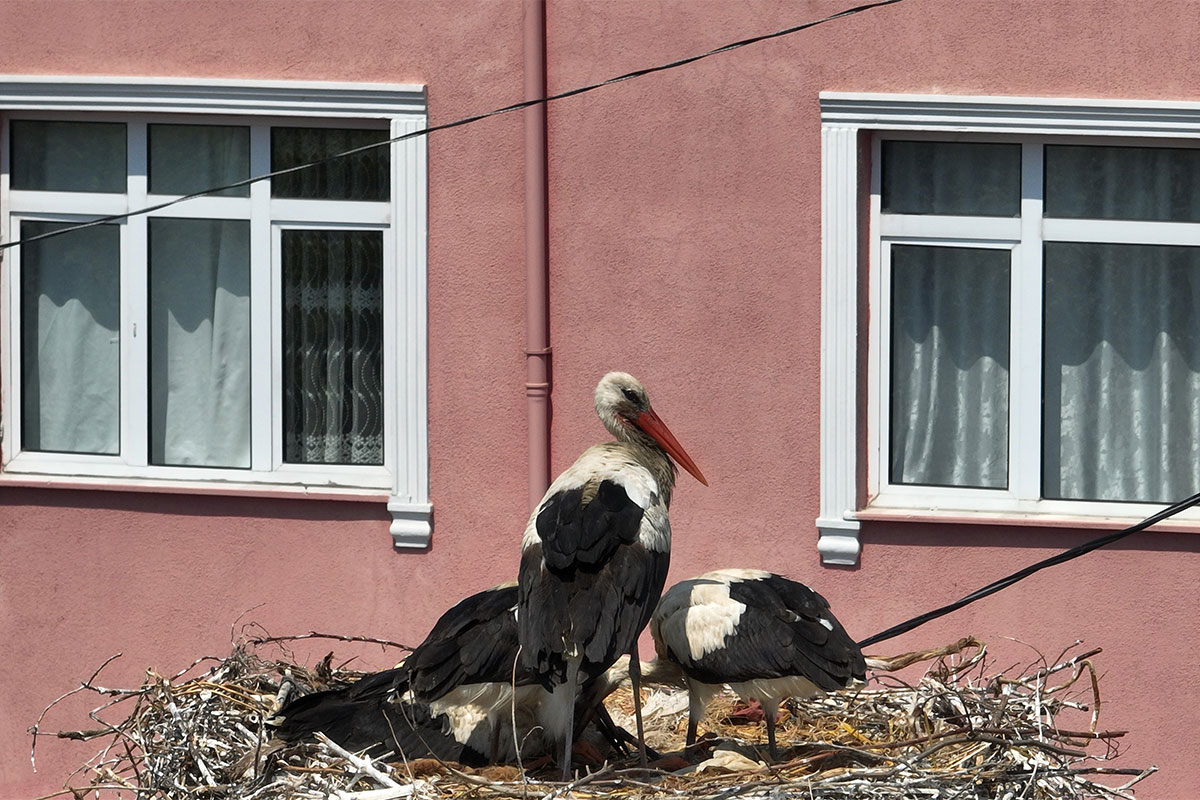 Leylekler İstanbul’da insanlarla iç içe yaşıyor
