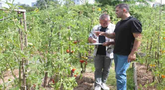 151 yıllık ata tohumları ile 82 çeşit domates üretiyorlar