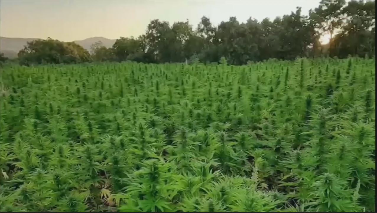 16 milyon kök kenevir bitkisi ele geçirildi