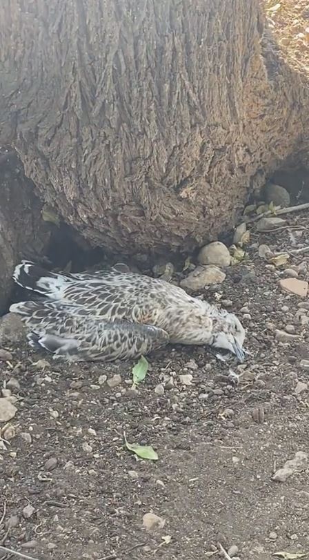 Sosyal medya kullanıcısı Akdamar Adası’ndaki kirliliğe dikkat çekti