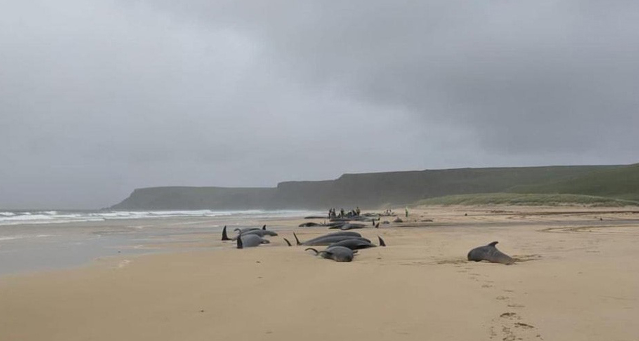 İskoçya’da 55 pilot balina karaya vurdu