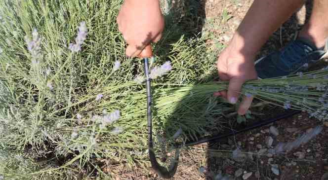 Bodrum’da lavanta hasadı başladı