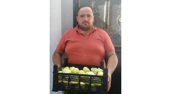 Mersin’in beyaz altını incirde hasat başladı