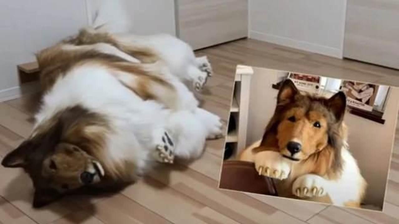 En büyük hayaliydi: Binlerce dolar harcayıp köpek oldu