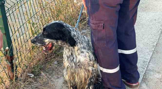 Serinlemek için suya giren köpek için itfaiye seferber oldu