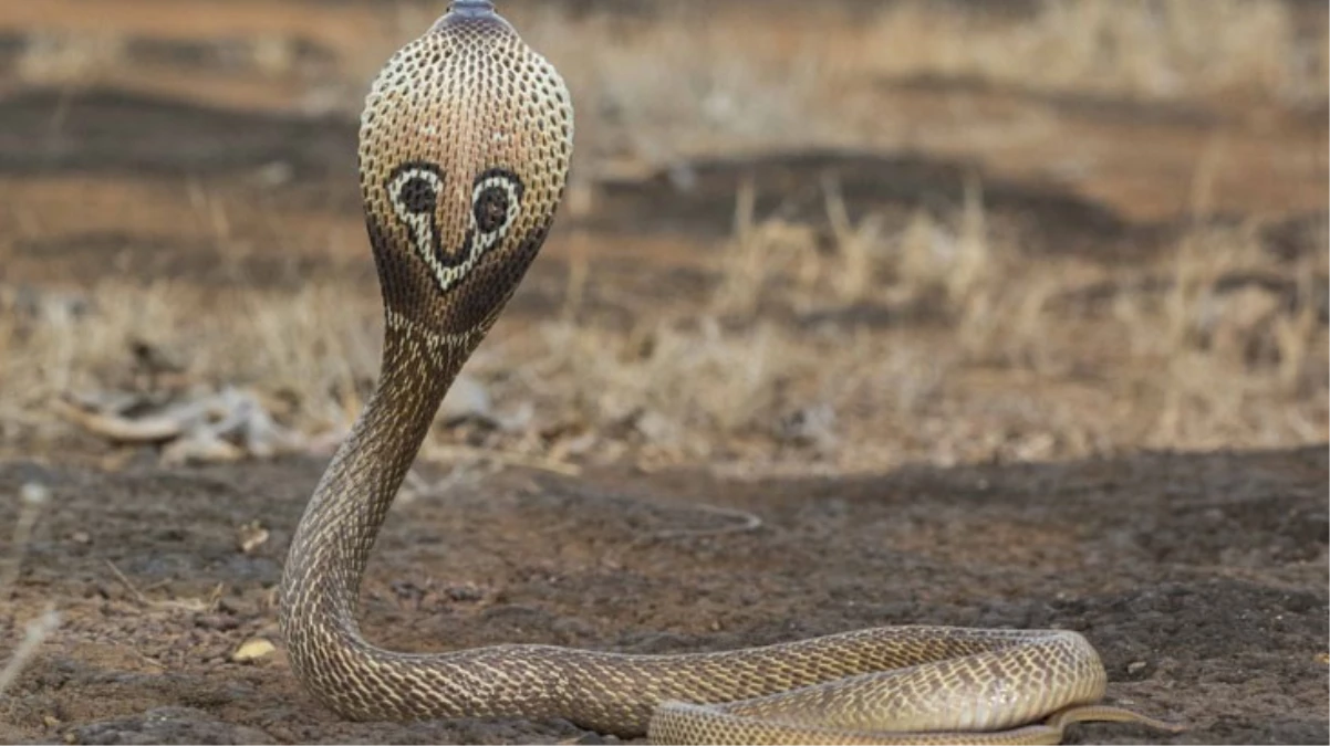Hindistan bu cinayeti konuşuyor! Yılan terbiyecisi kiraladılar, iş insanını kobrayla öldürdüler