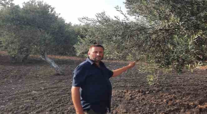 Ayvalık Ziraat Odası Başkanı Baysal: “İklim değişiklikleri ve yağışlardaki düzensizlik, dünyada zeytin üretimine büyük darbe vurdu”