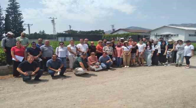 Aydın inciri Muğla’da da yetişecek
