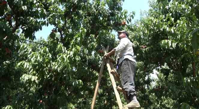(Özel) Coğrafi işaretli Bursa şeftalisinin hasadı başladı… Rekolte sıkıntısı var
