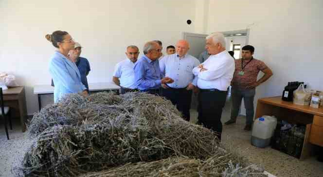 Büyükşehir desteği ile 212 dekar arazi Lavanta ile buluştu