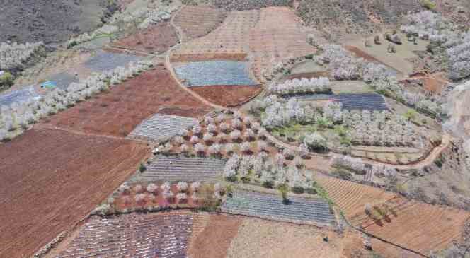 Adana Büyükşehir’den üreticiye destek