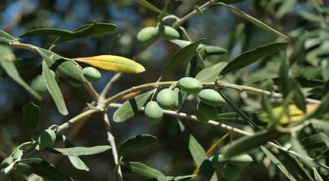 İklim değişikliği zeytinyağını da vurdu