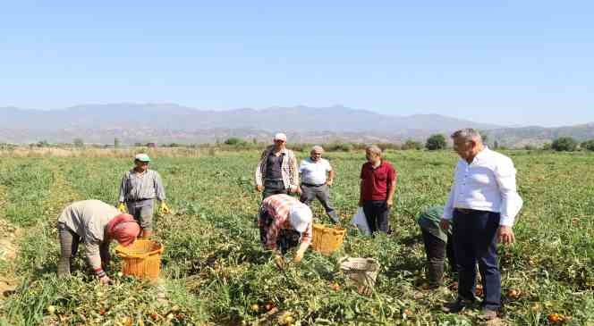 Aydın’da domates hasadı başladı
