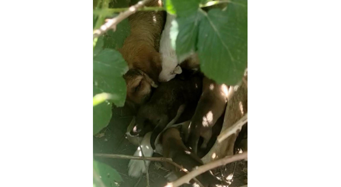 Kırklareli’nde anneleri kazada ölen yavru köpekler barınağa teslim edildi