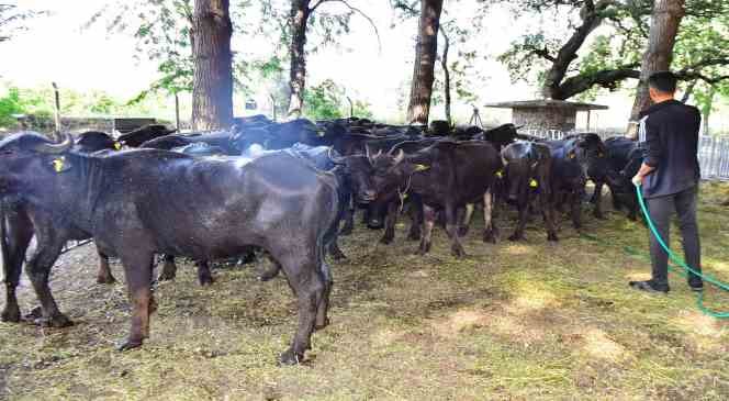 İzmir mozzarellası için üreticiye destek devam ediyor