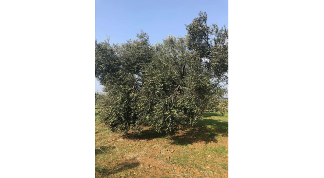 İklim krizi zeytin hasadını vurdu