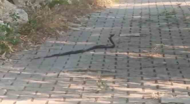 Muğla’da yılanların ’çiftleşme dansı’ vatandaş kamerasına yansıdı