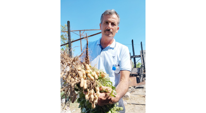 Yılın ilk fıstığı 125 TL’den alıcı buluyor