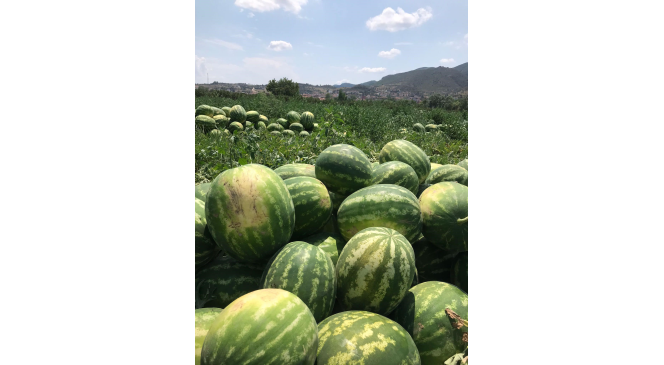 Osmaneli karpuzu hasat için gün sayıyor