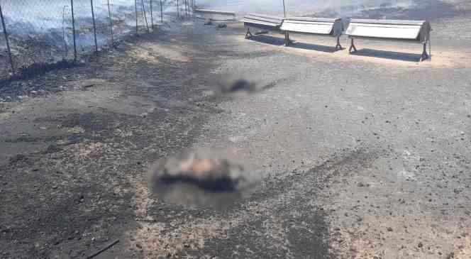 Gelibolu’da ağıl yangınında 150 küçükbaş hayvan telef oldu