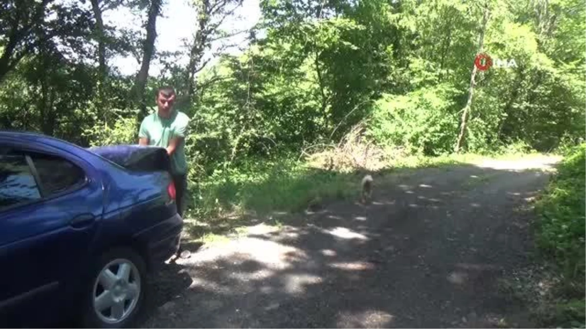 “Kralların yiyeceği” olarak bilinen trüf mantarının fiyatını duyanlar hemen ormana koşuyor